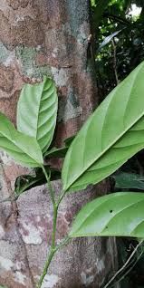 Image result for Strombosia