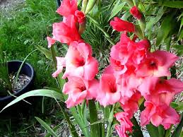 Image result for Gladiolus bellus