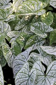 Shop Caladium White Christmas In 2020 Caladium Summer Bulbs Elephant Ear Plant
