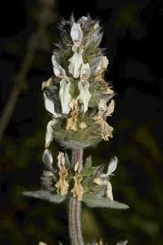 Image result for Stachys aculeolata