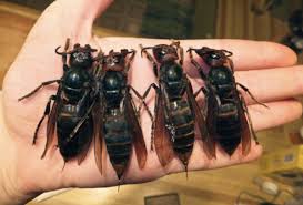 We work with all types of clients, from regular home owners maintaining their properties to assisting real estate professionals in closing their deals. Connors Termite Pest Control Connorspestpro Twitter