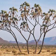 Image result for Hyphaene