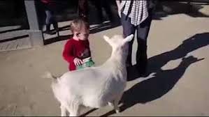 Chinese woman killing a goat : Goat Fart Scares Little Kid Air Tv