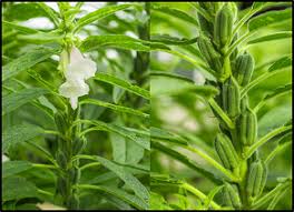 Image result for Sesamum