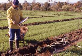 Maybe you would like to learn more about one of these? Growing Fruit Nuts The Food Forest