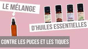 Face à la nocivité des produits antiparasitaires et insecticides, les huiles essentielles constituent une alternative naturelle et respectueuse de l'environnement. Diy Anti Puces Et Tiques Fabriquer Son Remede Naturel Aux Huiles Essentielles Youtube