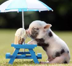 These Photos Of Animals Eating Food Will Brighten Your Day Cute Animals Baby Animals Cute Baby Pigs