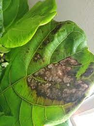 But if things go south and the leaves start to drop or get brown spots, your fiddle leaf fig may make you more frustrated than proud. Houseplants Forum Fiddle Leaf Fig Strange Brown Spots Garden Org