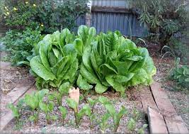 However, growing lettuce in your home garden can raise some questions. Vegetables To Grow In Shade Growing Tips And Garden Plans The Old Farmer S Almanac
