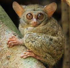 Strange looking tiny night creatures. Gursky S Spectral Tarsier Wikipedia