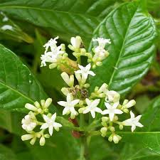 Image result for Psychotria heterosticta