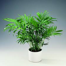Vivaio mondo piante | vendita piante online per casa e giardino. Chamaedorea Consigli Coltivazione E Cura Delle Piccola Palma