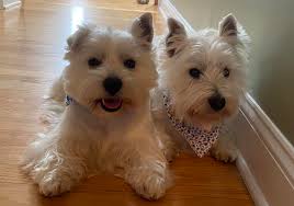 How to find a responsible West Highland White Terrier breeder?