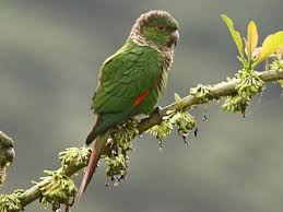 Image result for Pycreus melas