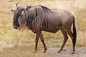 List african animals with horns. Blue Wildebeest African Animals Brindled Gnu Wildlife Safari Info Wild Life In Safari