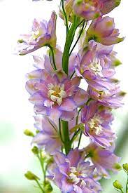 Pin On Beautiful Flowers