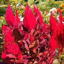 Image result for Celosia argentea