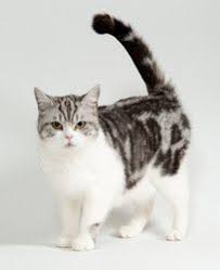 American Shorthair Black And Grey Cat British Shorthairs Exotics American Shorthair Cat British Shorthair British Shorthair Cats