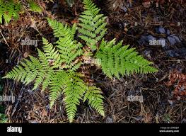 Image result for Osmundaceae