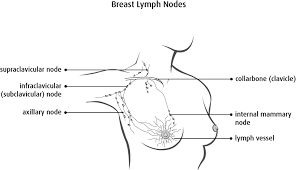 The female breast anatomy includes internal milk ducts and glands and external nipples. The Breasts Canadian Cancer Society