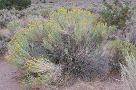 Image result for Nesaea ramosa