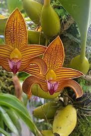 Image result for Bulbophyllum vulcanicum