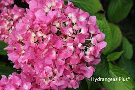 The let's dance® rave® hydrangea is a reblooming hydrangea that is packed full with vibrant color. Hydrangea Macrophylla Let S Dancea Blue Janglesa