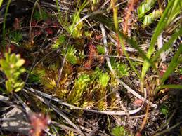 Image result for Lycopodiella caroliniana