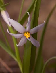 Image result for Walleria nutans