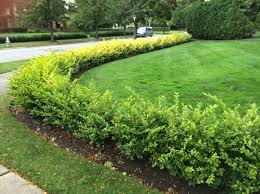 Sichtschutz Im Garten Ligusterhecke Pflanzen Und Pflegen Thuja Immergrune Terrasse Heckenpflanzen Alssichtschutz Privet Hedge Hedges Landscaping Shrubs