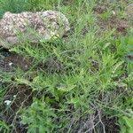 Image result for Heliotropium zeylanicum