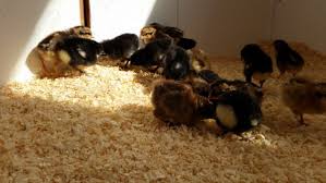 And since your pet rabbit spends a lot of time in or near his rabbit bedding or litter, you want to know if softwood shavings are really nontoxic and harmless. Using The Deep Litter Method In The Coop Backyard Poultry