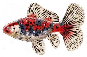 Pin On Oh To Be A Goldfish Show Judge