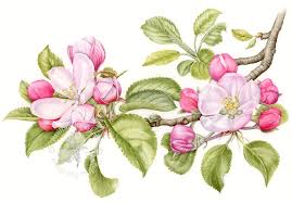 We did not find results for: Apple Blossom Ii Fine Art Print Watercolor Flowers Tutorial Botanical Drawings Botanical Art