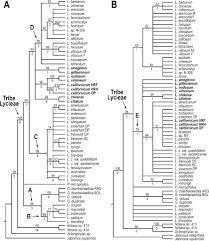 Image result for Lycium pilifolium