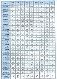 chihuahua growth chart kinseys chihuahuas