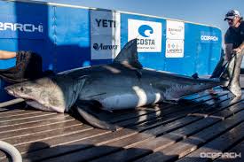 This is ocearch_the shark trackers by chris crowley on vimeo, the home for high quality videos and the people who love them. Track Miss Costa The Newly Tagged Ocearch Great White Shark News Press Mote Marine Laboratory Aquarium