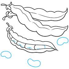 Hand drawn beans label png image. How To Draw Beans Really Easy Drawing Tutorial