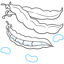 Read the definitions, then label the dicot plant diagram below. How To Draw Beans Really Easy Drawing Tutorial