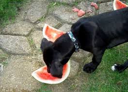 Know the complete details before you feed your dogs. Can Dogs Eat Watermelon Seeds Rind Is Watermelon Good For Dogs