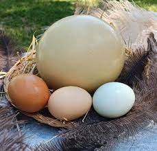 Fresh Ostrich Egg for Eating – orderexoticpoultry.com