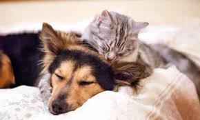 These two species can actually get along quite well despite their significant differences. Why Don T Dogs Like Cats You Asked Google Here S The Answer Pets The Guardian