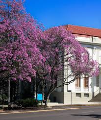 Small flowering trees bring exciting color to any south florida yard, large or small. Trumpet Tree Floravie Design