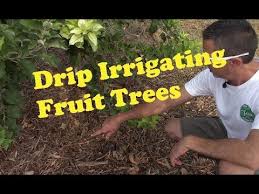 This water then gravity irrigates approximately 80 trees in a block at a time via sprinklers. Watering Fruit Trees In The Desert Youtube