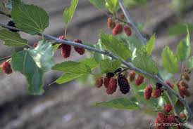 Image result for Morus indica