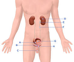 Image result for Bladder Anatomy