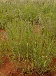 Image result for Schmidtia kalahariensis