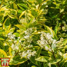 Image result for ligustrum ovalifolium