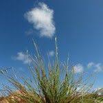 Image result for Abildgaardia ovata