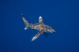 It lives in waters throughout the world. Updates From The Field Studying Oceanic Whitetip Sharks Center For Ocean Life